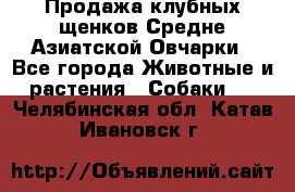 Продажа клубных щенков Средне Азиатской Овчарки - Все города Животные и растения » Собаки   . Челябинская обл.,Катав-Ивановск г.